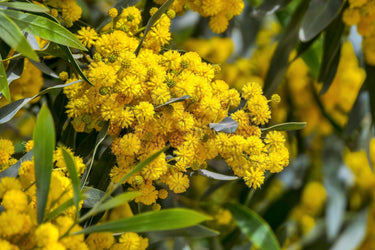 10 GOLDEN MIMOSA Acacia Baileyana Yellow Wattle Tree Flower Seeds